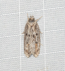 Acantholena siccella