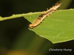 Drapetodes mitaria