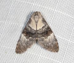 Acatapaustus leucospila