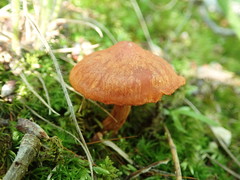 Cortinarius hesleri