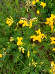 Lotus corniculatus