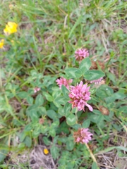 Trifolium pratense
