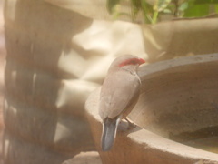 Estrilda troglodytes