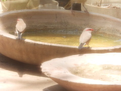 Estrilda troglodytes