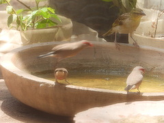 Estrilda troglodytes