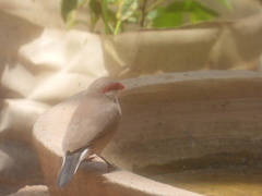 Estrilda troglodytes