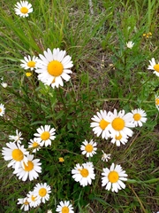 Leucanthemum vulgare