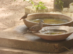 Turtur abyssinicus