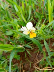 Viola arvensis