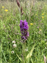 Dactylorhiza purpurella