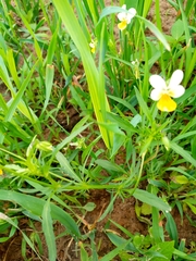 Viola arvensis