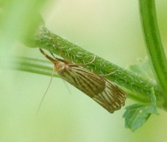 Chrysocrambus linetella