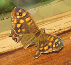 Pararge aegeria