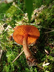 Cortinarius hesleri