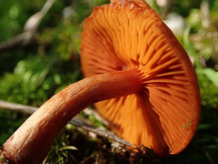 Cortinarius hesleri