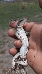 Aspidoscelis costatus