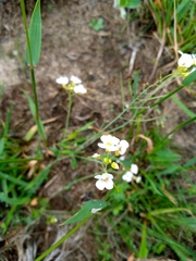 Arabidopsis arenosa