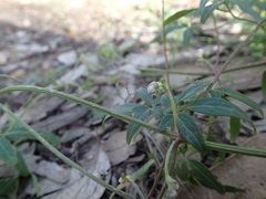 Clematis microphylla