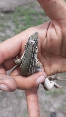 Aspidoscelis costatus