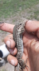 Aspidoscelis costatus