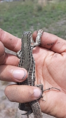 Aspidoscelis costatus