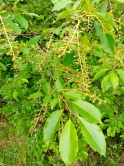 Prunus serotina