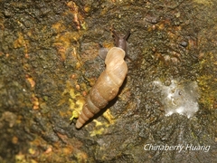 Phaedusini