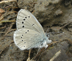 Glaucopsyche lygdamus columbia
