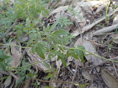 Clematis microphylla