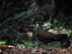 Galloperdix spadicea