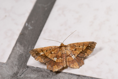 Entomopteryx combusta