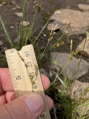 Juncus secundus