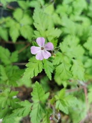 Geranium robertianum