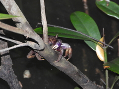 Episesarma versicolor