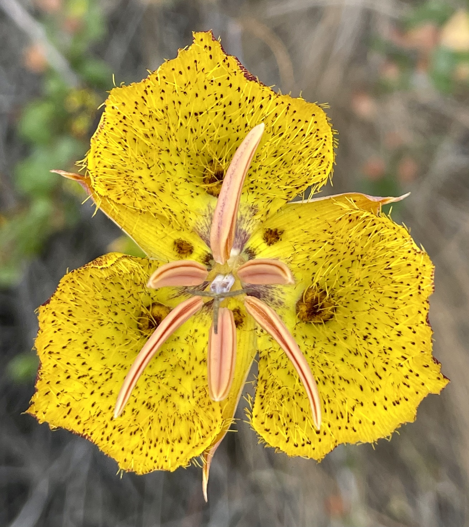 Calochortus weedii