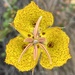 Weed's Mariposa Lily - Photo (c) Bonnie Nickel, some rights reserved (CC BY-ND), uploaded by Bonnie Nickel