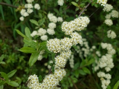 Spiraea canescens