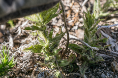 Castilleja applegatei breweri