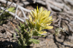 Castilleja applegatei breweri