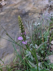 Dactylorhiza iberica