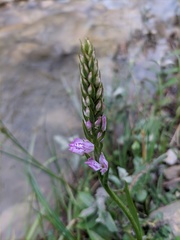 Dactylorhiza iberica