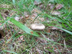 Entoloma