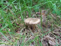 Entoloma