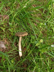 Entoloma
