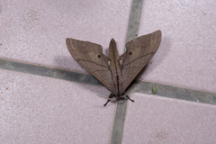 Marumba cristata bukaiana
