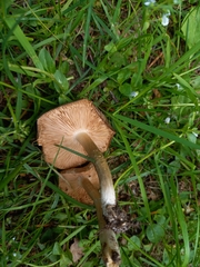 Entoloma