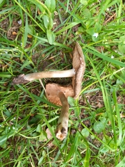 Entoloma