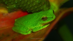 Pseudophilautus hoipolloi