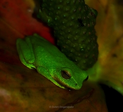 Pseudophilautus hoipolloi