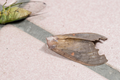Euhampsonia formosana